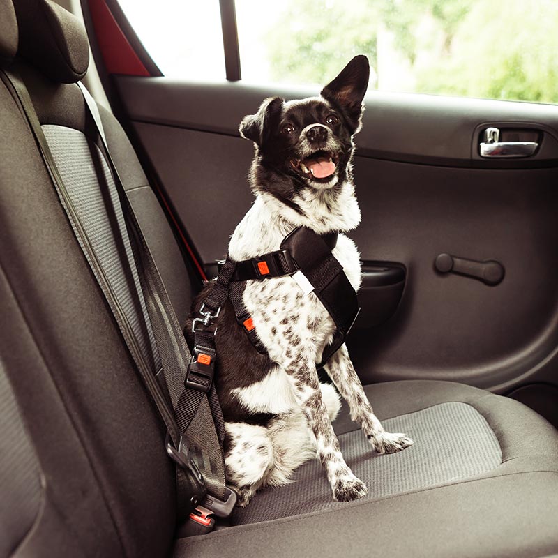 Como debe viajar un perro en coche