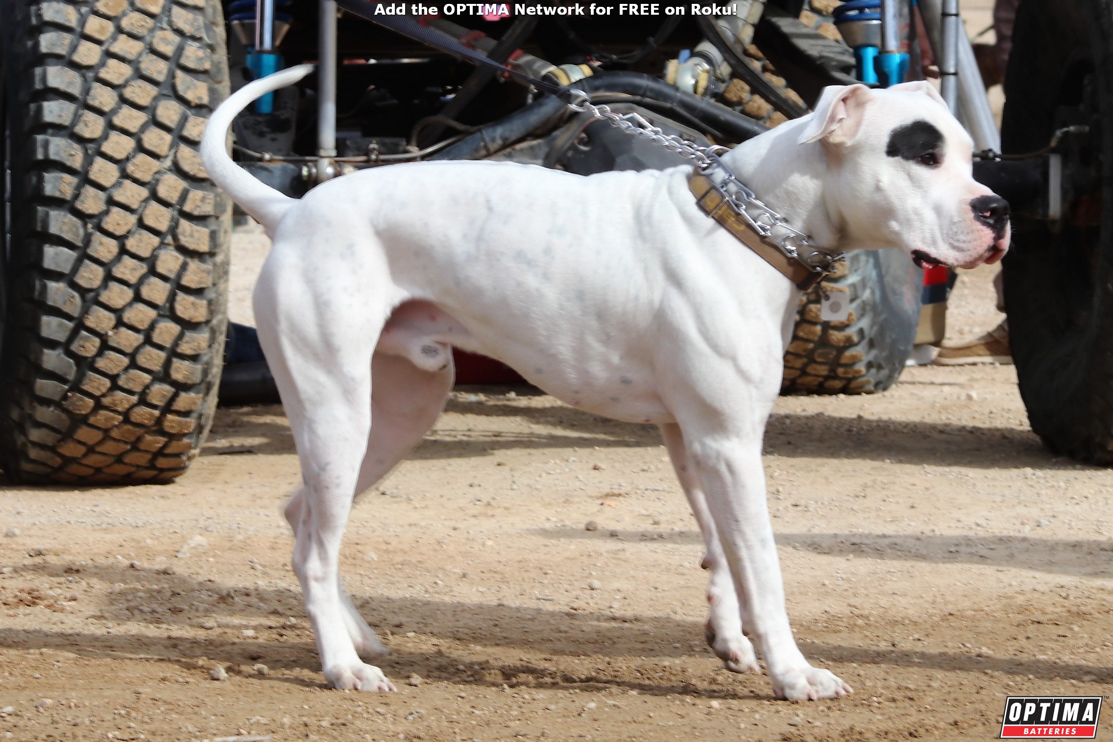 Dogs of King of the Hammers 2021 Part 2